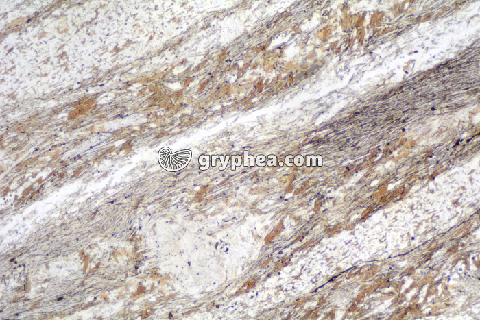 Micaschiste LPNA x10 - gryphea.com